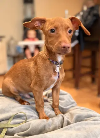 Scout aka Nemo (in foster)