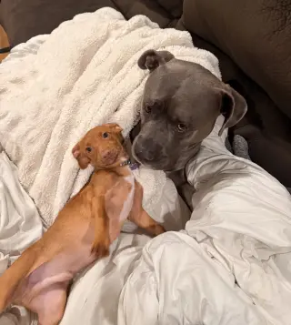 Scout aka Nemo (in foster)