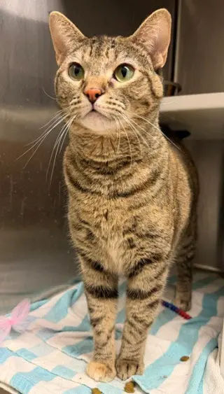 NALA