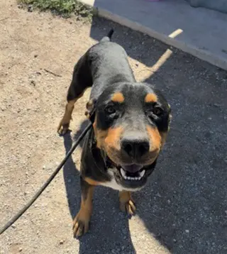 TANGO
