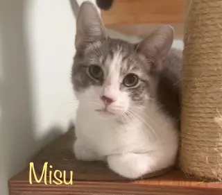 Misu