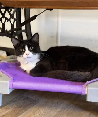 Kitten 27771 (Webster)
