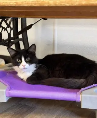 Kitten 27771 (Webster)