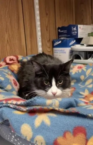 Kitten 27771 (Webster)