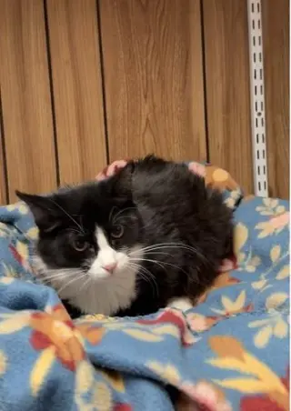 Kitten 27771 (Webster)