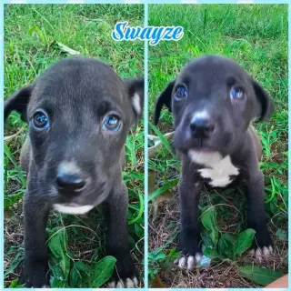 Moose