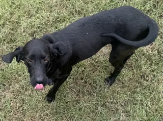 Stryker