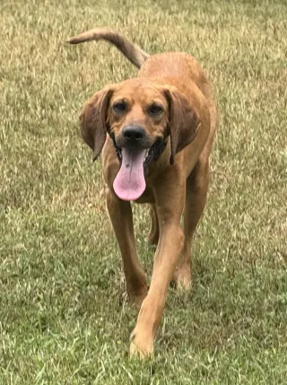 Clifford