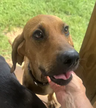 Clifford