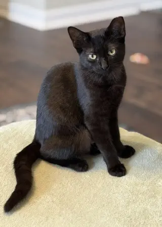 KITTEN DELIGHTFUL DEE