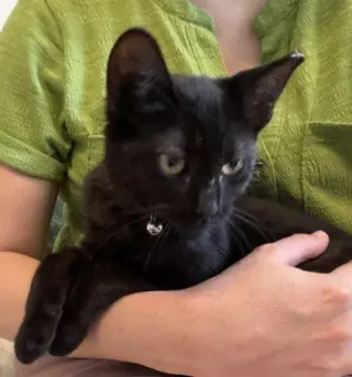 KITTEN DELIGHTFUL DEE