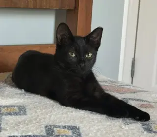 KITTEN DELIGHTFUL DEE