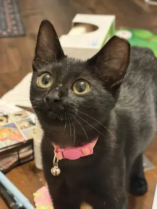 KITTEN DELIGHTFUL DEE