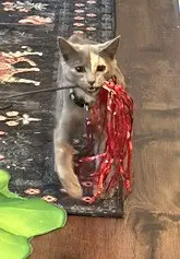 KITTEN LOVELY LACY