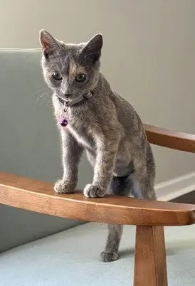 KITTEN LOVELY LACY