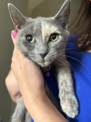 KITTEN LOVELY LACY