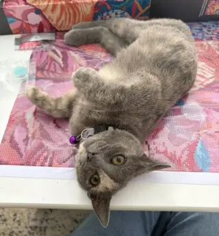 KITTEN LOVELY LACY