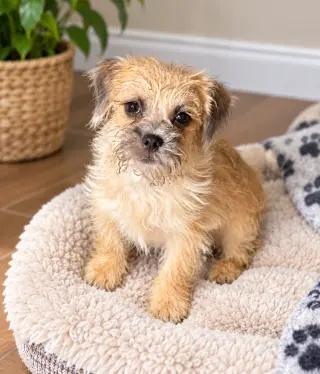 Biscuit