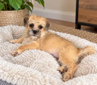 Biscuit