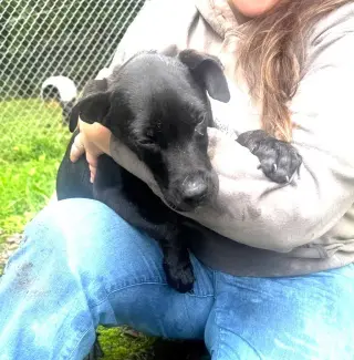 Bashful (13wo, 20lbs)