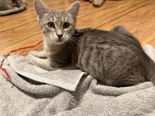 Sammi