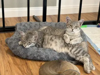 Fluffy