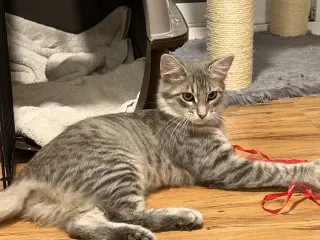 Fluffy
