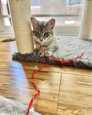 Fluffy