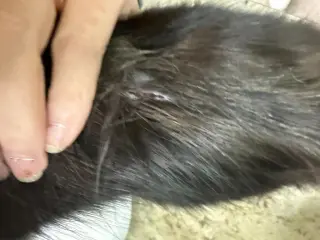 Willow