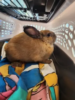 CINNABON