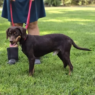Frankie