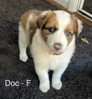Doc