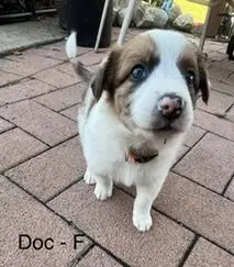 Doc