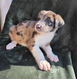 Biff