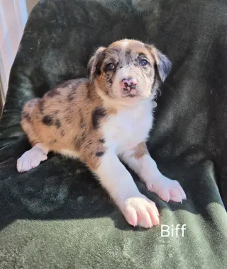 Biff