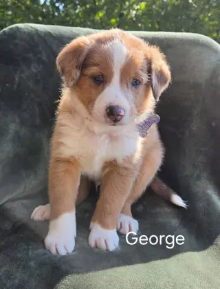George