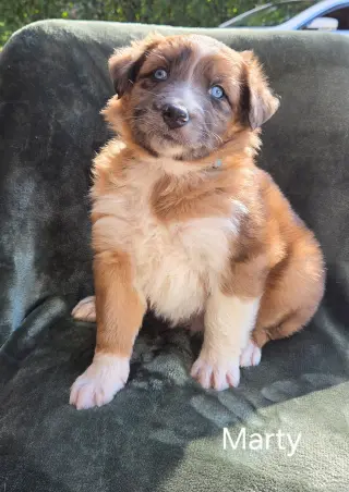 Marty