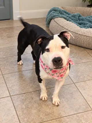 Snoopy and Lucy