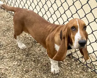 HEATHER - ADOPTION PENDING!