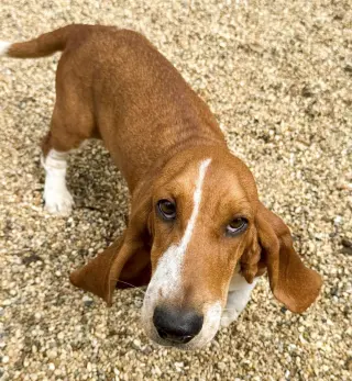 HEATHER - ADOPTION PENDING!