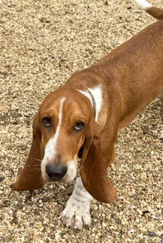 HEATHER - ADOPTION PENDING!
