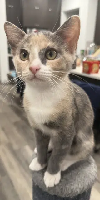 Wink (Courtesy Post)