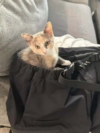 Wink (Courtesy Post)