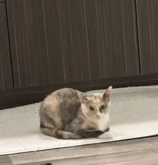 Wink (Courtesy Post)