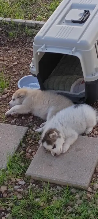 Red puppy