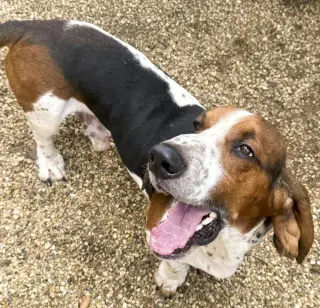 WALTER - ADOPTION PENDING!