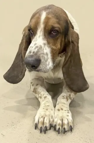 WALTER - ADOPTION PENDING!