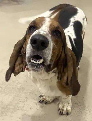 WALTER - ADOPTION PENDING!