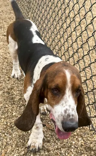 WALTER - ADOPTION PENDING!