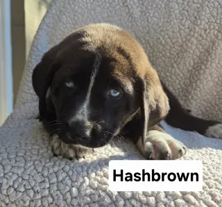 Hashbrown